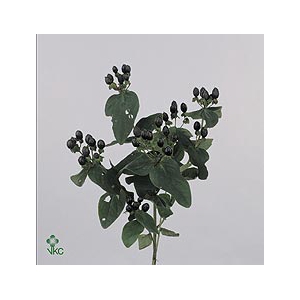 HYPERICUM MAGICAL CHERRY