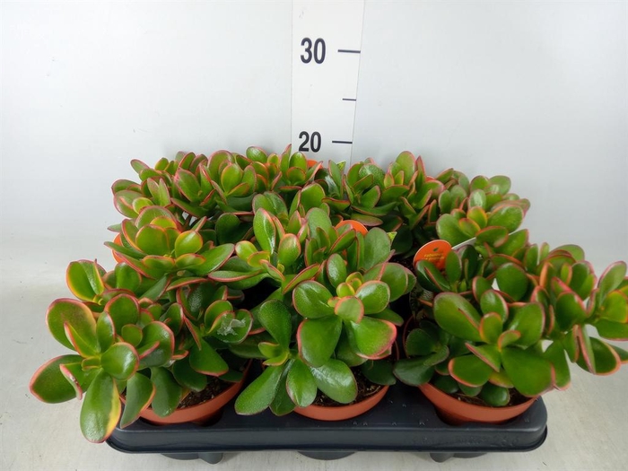 <h4>Crassula ovata 'Sunset'</h4>