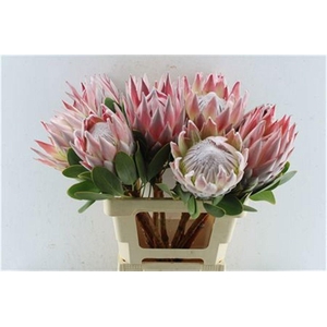 PROTEA CYNAROIDES