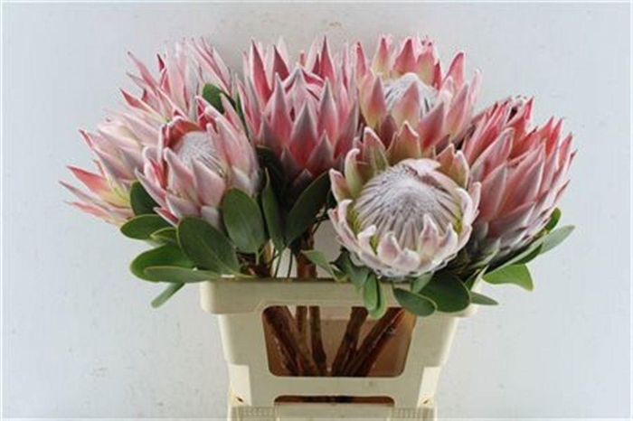 <h4>PROTEA CYNAROIDES</h4>