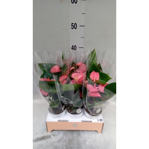 Anthurium andr. 'Pink Champion'