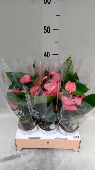 <h4>Anthurium andr. 'Pink Champion'</h4>