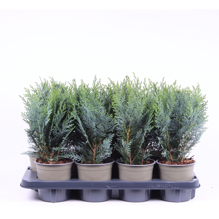 <h4>Chamaecyparis lawsoniana 'Pelt's Blue'</h4>