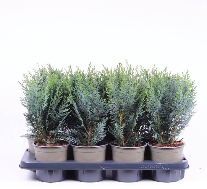 <h4>Chamaecyparis lawsoniana 'Pelt's Blue'</h4>