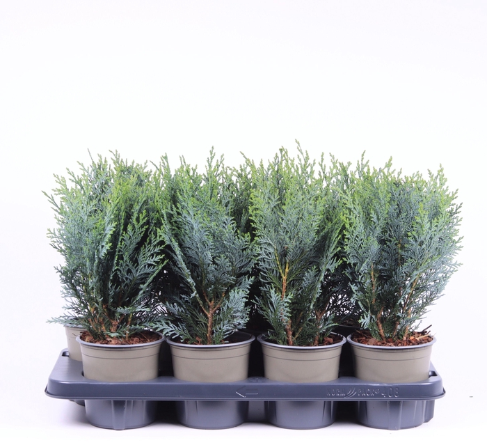 <h4>Chamaecyparis lawsoniana 'Pelt's Blue'</h4>