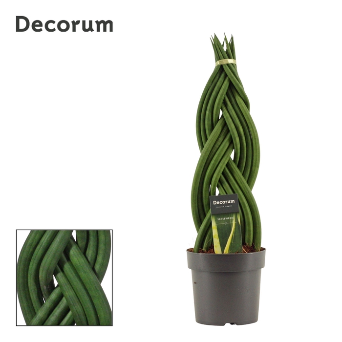 <h4>Sansevieria Cylindrica 14 cm Braid (Decorum)</h4>