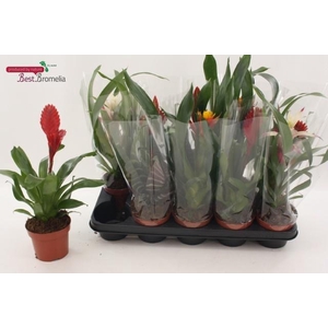 BROMELIA GEM
