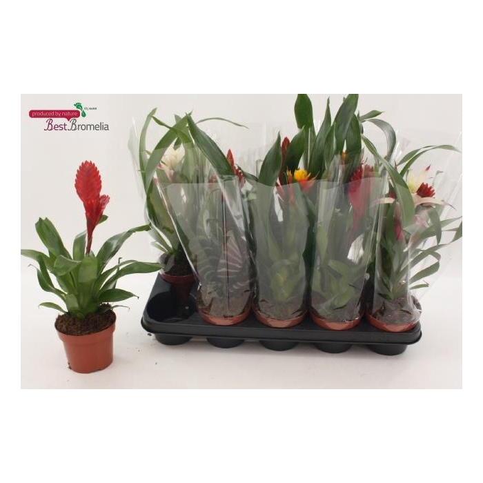 <h4>BROMELIA GEM</h4>