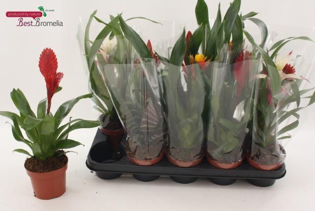 BROMELIA GEM