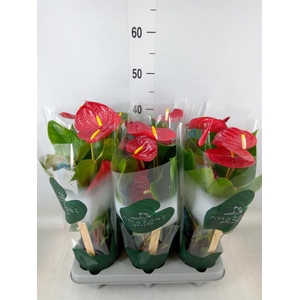 Anthurium andr. 'Nevada'