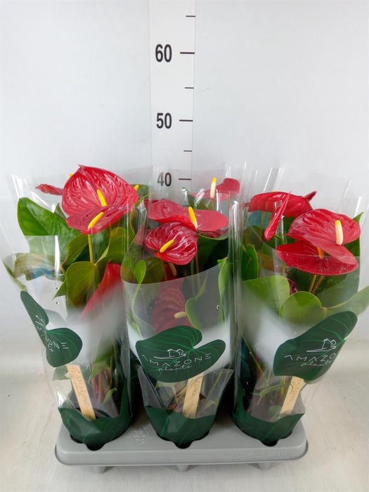 <h4>Anthurium andr. 'Nevada'</h4>