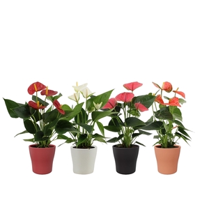 Anthurium 4 color mix in Alicante winter ceramics