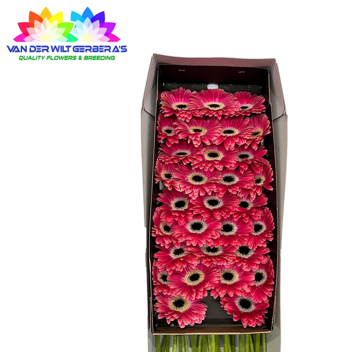 <h4>Germini Dante Doos</h4>