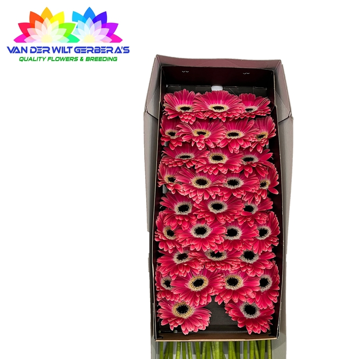 <h4>Germini Dante Doos</h4>