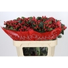 Hypericum True Romance