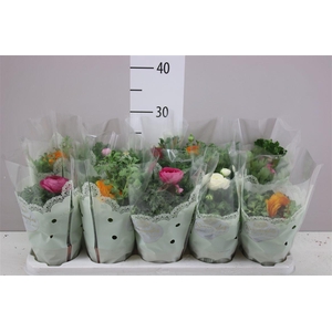 Ranunculus Sprink Gemengd In Hoes