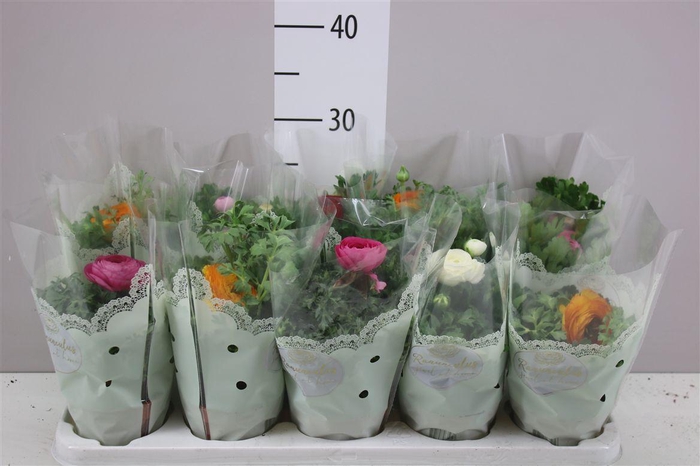 <h4>Ranunculus Sprink Gemengd In Hoes</h4>