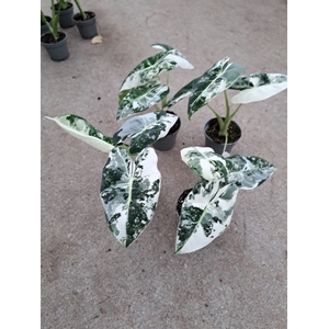 Alocasia   ...