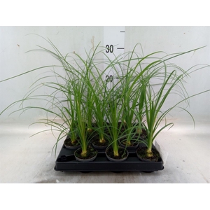 Beaucarnea recurvata