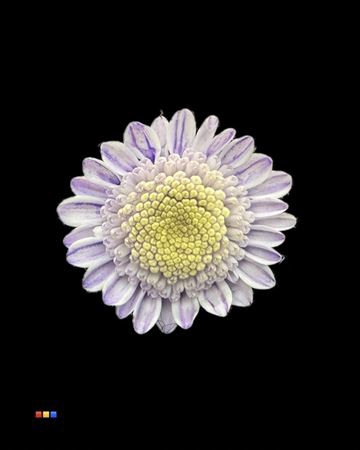 Chr T Stallion Dusty Pastel Milka