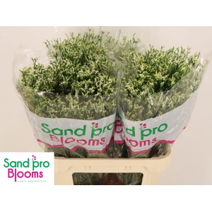 LIM SIN COOL DIAMOND