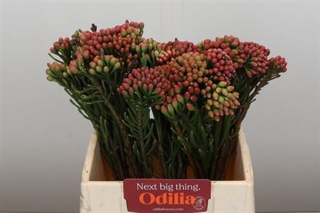 <h4>Brunia La Red</h4>