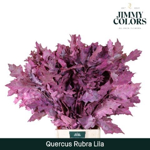 Quercus Rubra L80 Lila