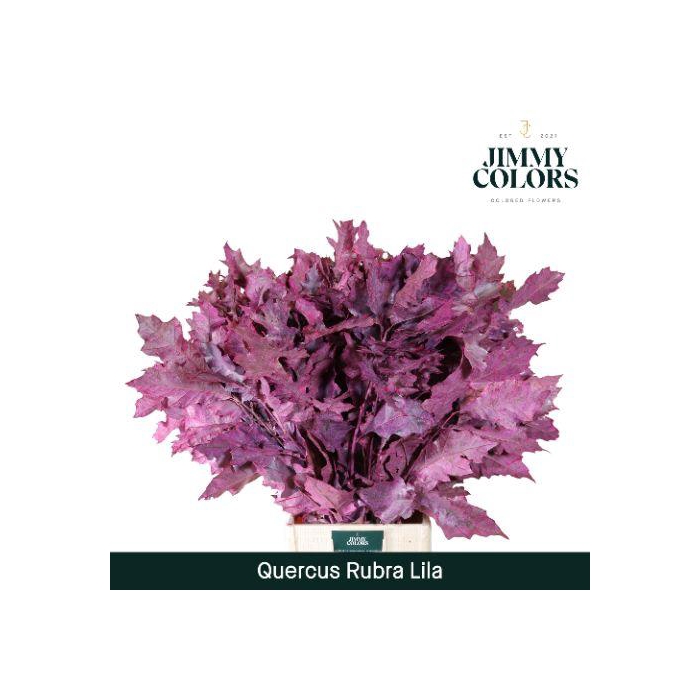 <h4>Quercus Rubra L80 Lila</h4>