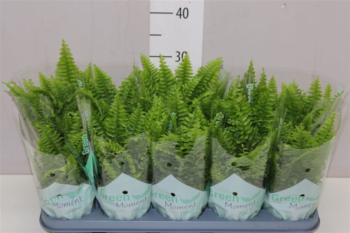 <h4>Nephrolepis Green Moment</h4>