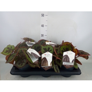 Begonia BD masoniana 'Mountain'