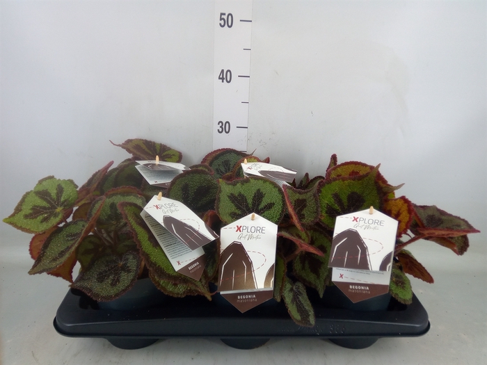 <h4>Begonia BD masoniana 'Mountain'</h4>