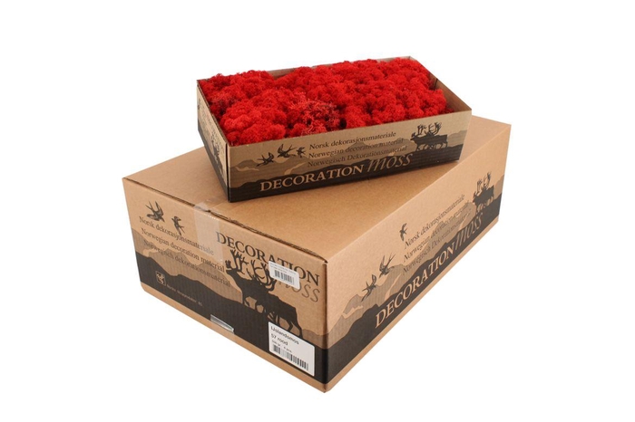 <h4>Reindeer Moss Red</h4>