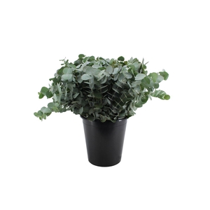 Euca Cinerea 50