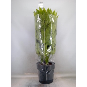 Fatsia japonica 'Variegata'