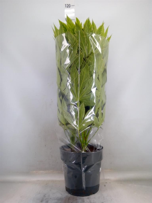 <h4>Fatsia japonica 'Variegata'</h4>