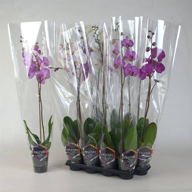<h4>PHAL GEM</h4>