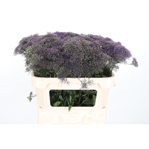 Trach Corine Purple