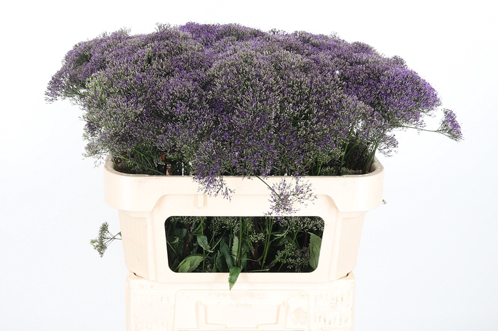 <h4>Trach Corine Purple</h4>