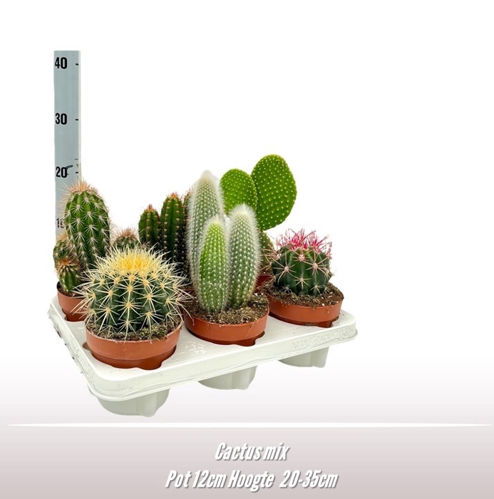 <h4>Cactus gemengd</h4>