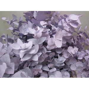 Euc Cinerea Licht Milka