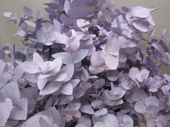 <h4>Euc Cinerea Licht Milka</h4>
