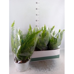 Nephrolepis exal. 'Sonata'