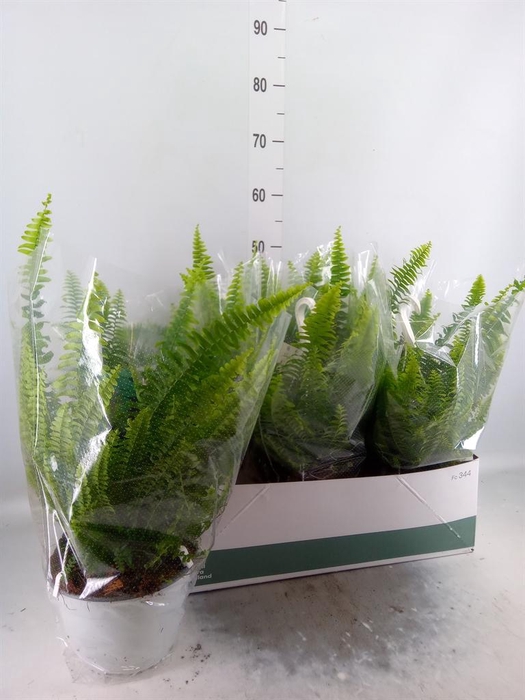 <h4>Nephrolepis exal. 'Sonata'</h4>