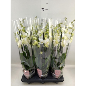 Phalaenopsis  'Ant Inverness'