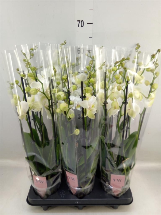 <h4>Phalaenopsis  'Ant Inverness'</h4>