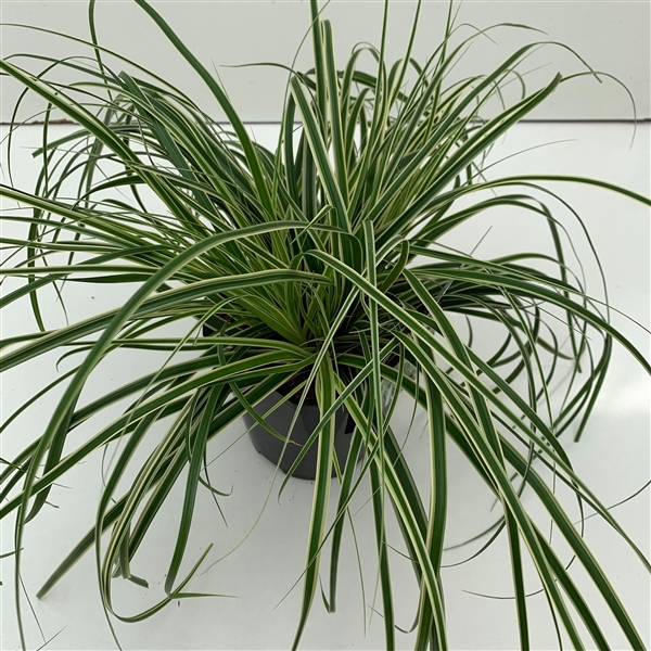 <h4>Carex 'Evercream'</h4>