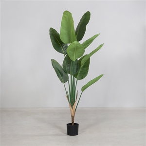 Strelizia leaf plant in pot 150cm