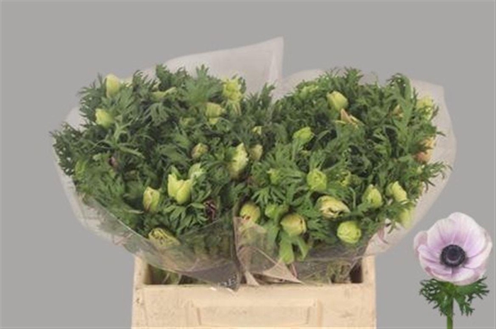 <h4>ANEM CO GALIL PASTEL</h4>