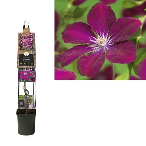 Clematis 'Rouge Cardinal' 3.0 label C5
