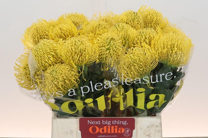 <h4>Nutans High Gold</h4>